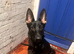 Belgian malinois