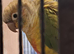 Proven Pair of Conures