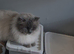 STUNNING SEAL MITTED RAGDOLL KITTEN