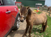 Pretty buckskin Shetland
