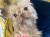 For sale 1 shichipoo puppy