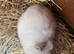 Stunning male and Netherland dwarf