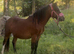 Super welsh section a yearling filly