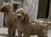 Gorgeous F1 Cockapoo Puppies READY NOW