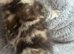 Stunning 9 week old kittens