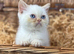 beautiful exotic male kitten