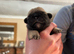 Beautiful Purebred Pug Puppies for sale