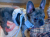 Beautiful French bulldog