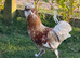 Polish cockerel