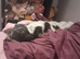 3 year old little lady needs a new home