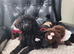 Adorable Miniature female poodle puppie