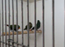 Parrot Finches