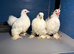 Pekin bantam trio