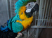 Female macaw