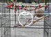 Cages tall good for small and big birds