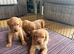 Fox red Labrador puppies for sale