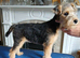 Lakeland terrier pup