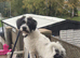 Rehome my Cockapoo/ Labrador