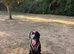Heartbreaking sale of highly trained pup