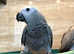 Baby African grey Glasgow