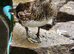 Mandarin Ducks 2026