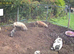 2 male pigs