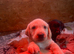 Labrador puppies for sale