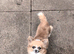 Long coat chihuahua female