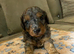 Miniature cavapoos
