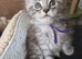 Gorgeous mainecoon kittens