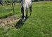 Flea bitten grey TB