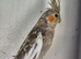 Young Cockatiels and semi tame