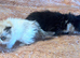 Pure bred Persian male kittens