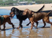 Cocker spaniel puppy's