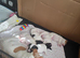 Jack Russel puppies