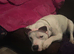 Staffordshire bull terrier for STUD DUTIES