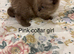 Rare Minks, Solids and traditional Ragdoll kittens
