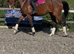 Stunning 16.3hh mare looking for a new home