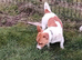 Jack Russell pups