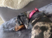 Mini dachshund female