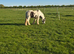 Gypsy cob for sale