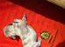 4 French bulldogs