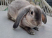 Mini lops/ plush lops