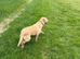 Labrador adult girl for re homing