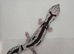 CB25 1.1 Fat Tail Geckos