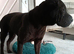 Black KC reg sharpei