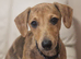 Dachshund famale