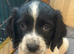 Working sprocker spaniels 4 GIRLS LEFT ONLY
