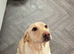 Labrador ready now