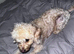 Cockapoo for sale